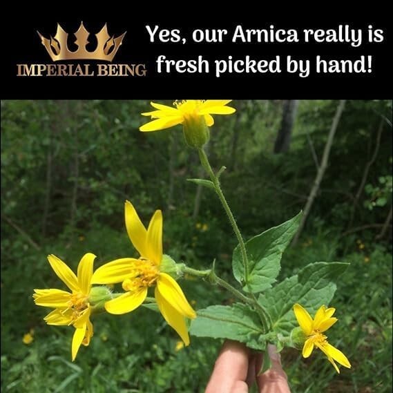 Luxurious Organic Arnica Salve for Skin Nourishment & Soothing Muscle Relaxation