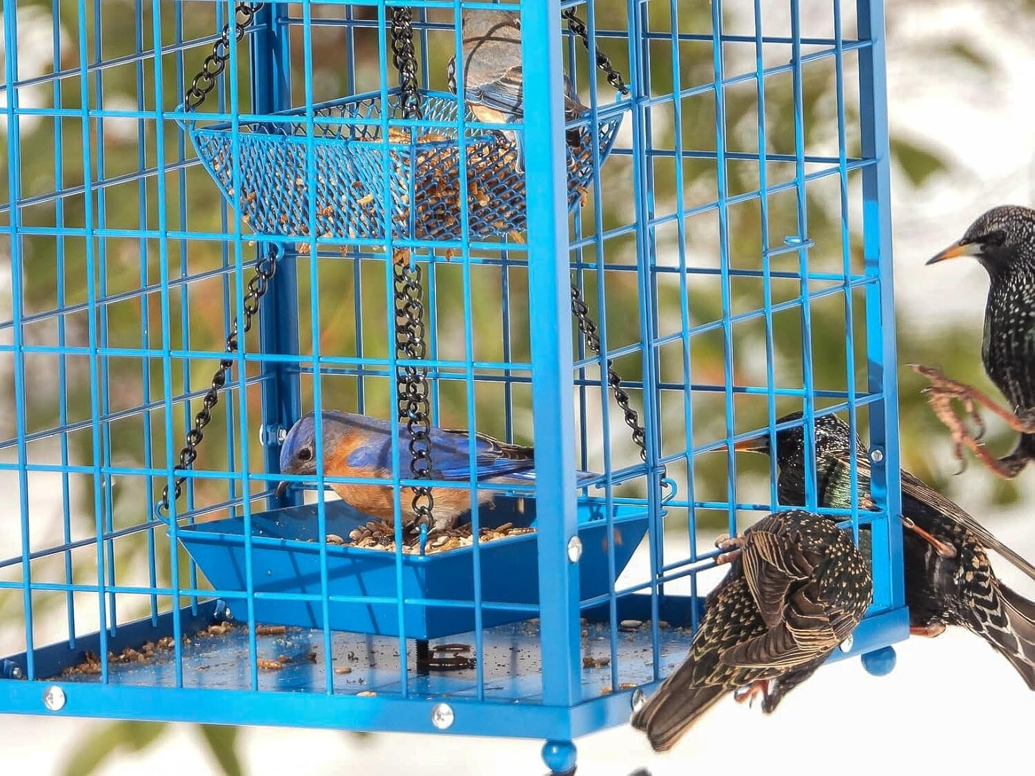 Durable Caged Bird Feeder for Bluebirds - Holds 2lbs, Includes Mealworms Cup