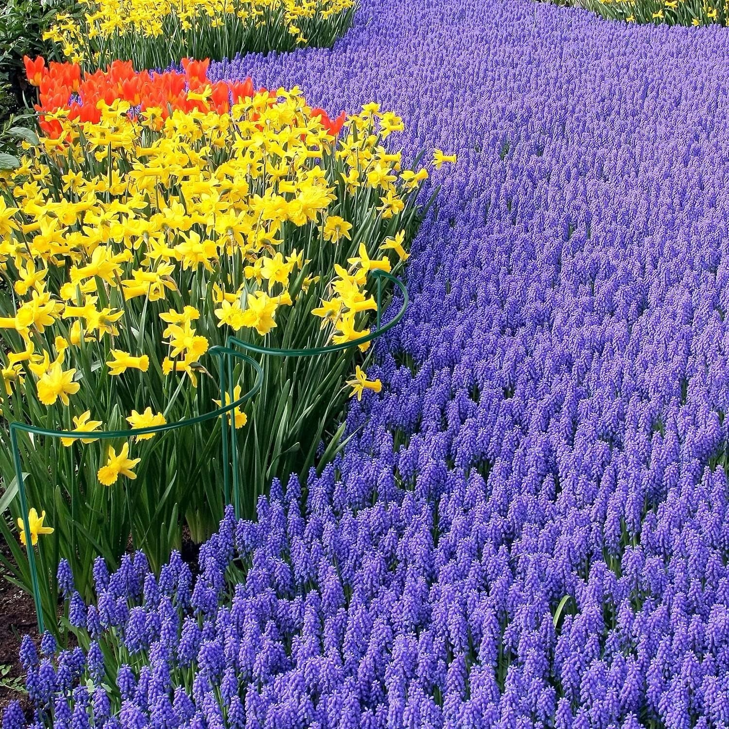 Dark Green 12 Pack Plant Stakes - Perfect Support for Roses, Peonies & Vines