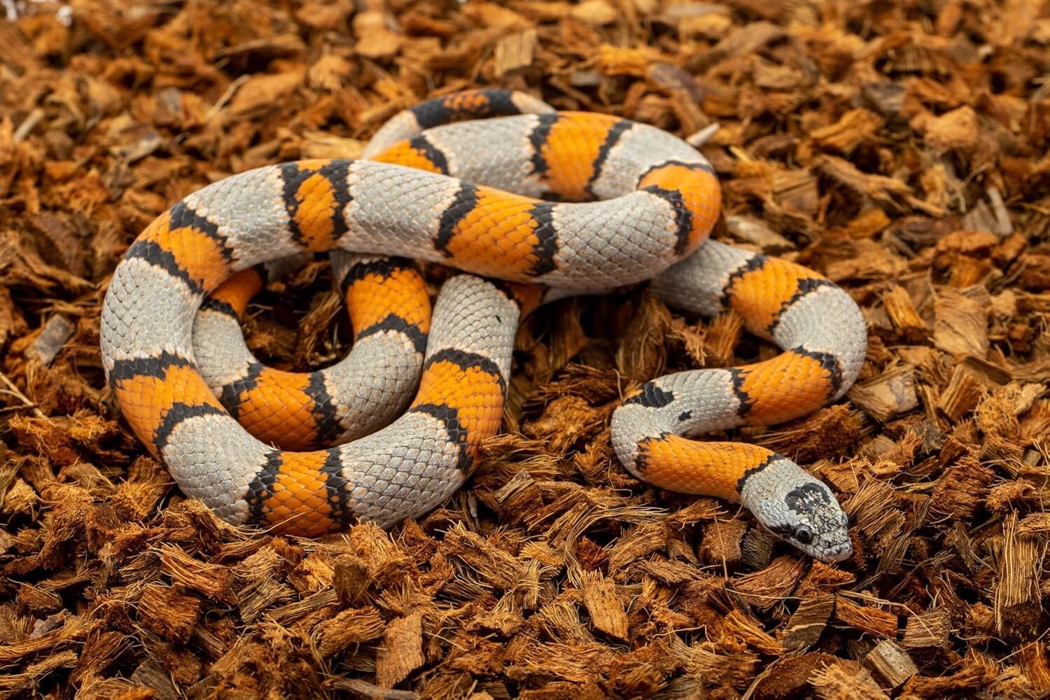 72 Quart Compressed Coconut Chip Substrate for Tortoise, Gecko & Snake Habitats