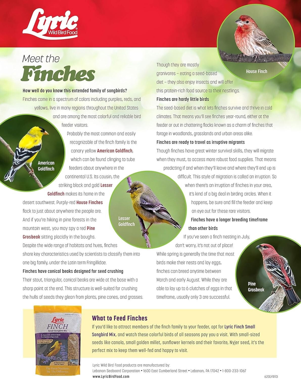 All-Natural Small Songbird Seed Mix for Feeding Wild Finches - 20 lb. Pack