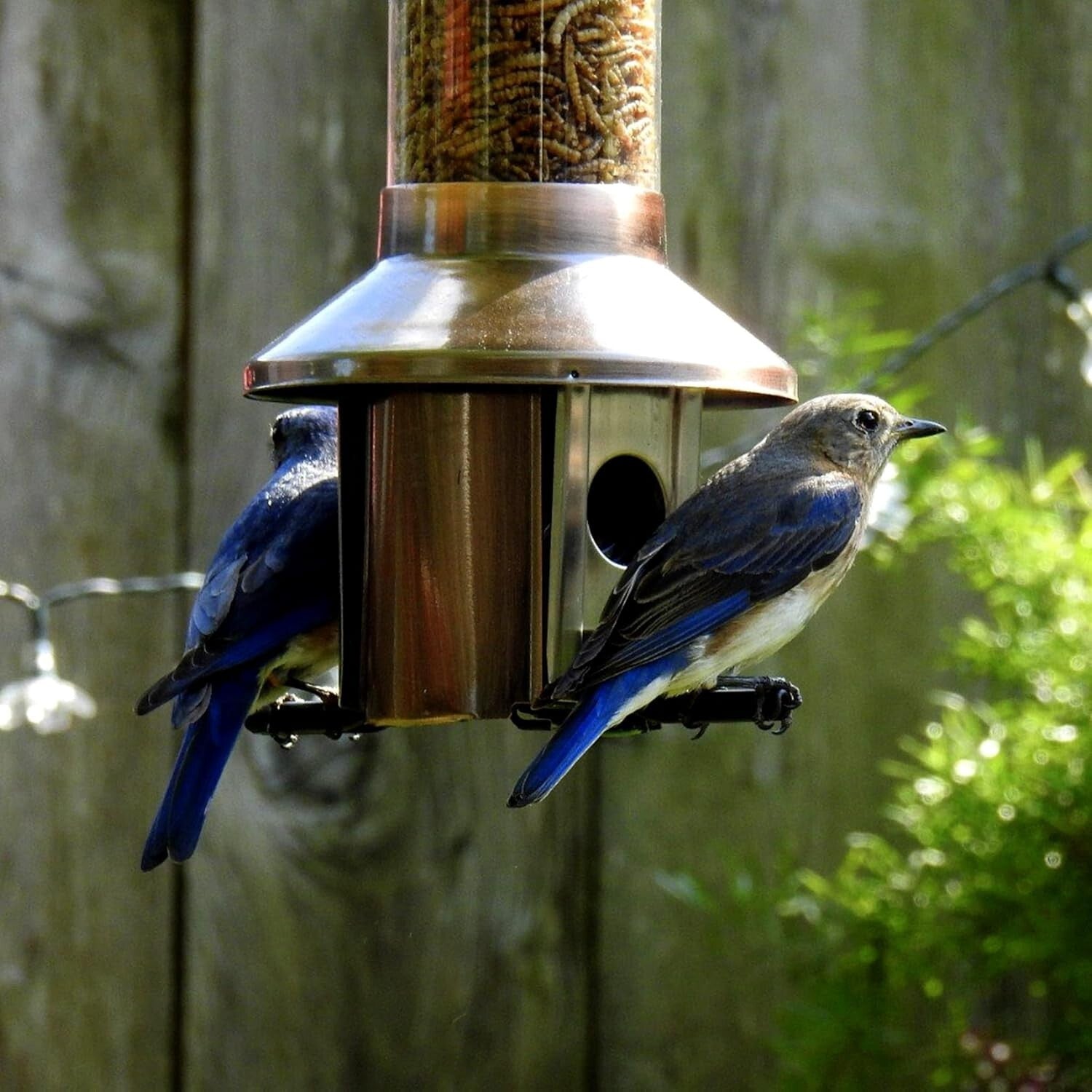 2.0 Squirrel Proof Wild Bird Feeder - 4lb Seed Capacity, Antique Copper Finish