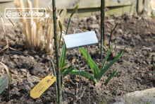 Load image into Gallery viewer, Large 11.5" Weather Resistant Zinc Plant Labels - 100-Pack for Gardening