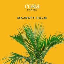 Load image into Gallery viewer, Majestic 3-4 Feet Tall Palm Plant in Elegant Modern Planter - Great Gift Idea