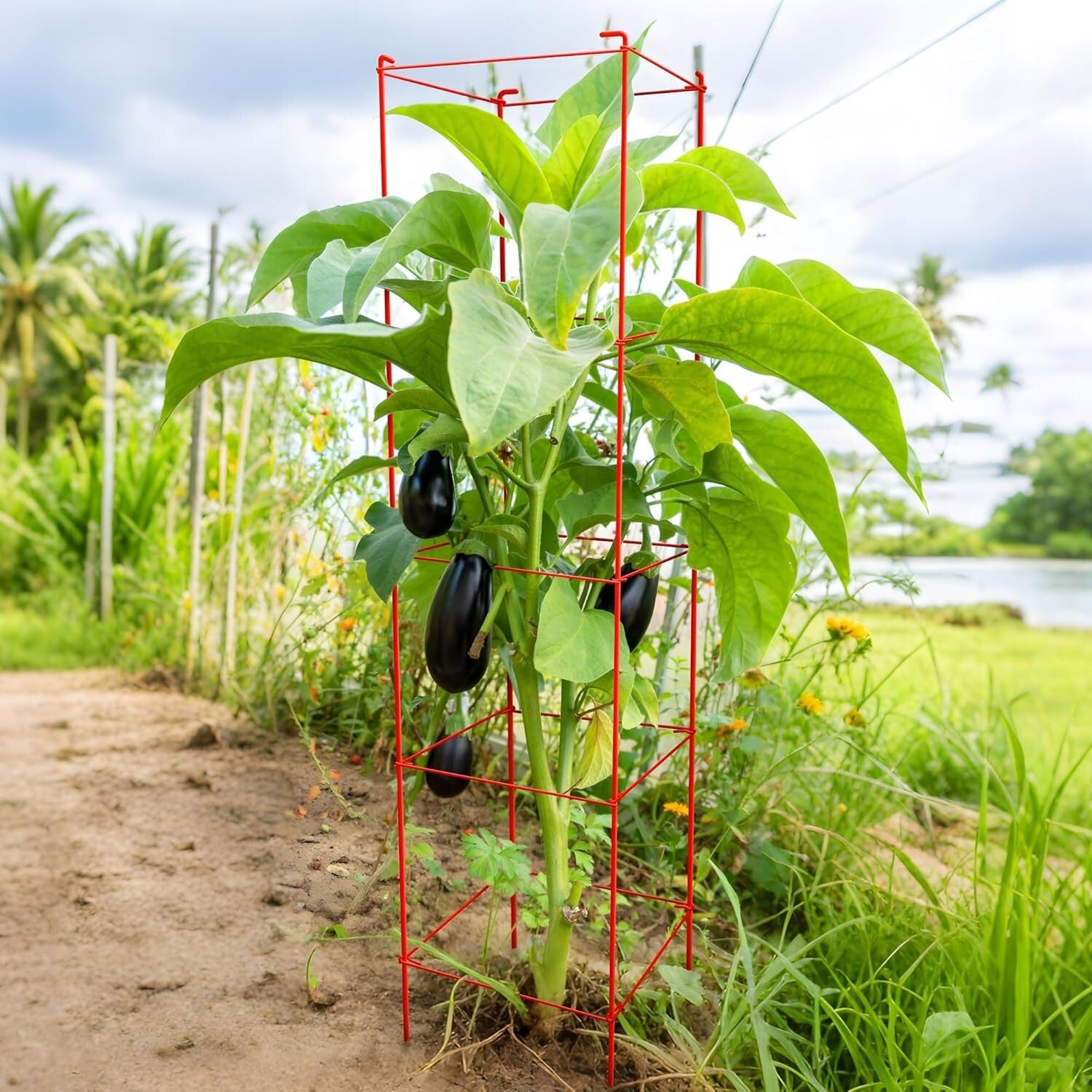 Rust-Resistant 6-Pack Tomato Cages - 57-Inch Metal Support for Climbing Plants