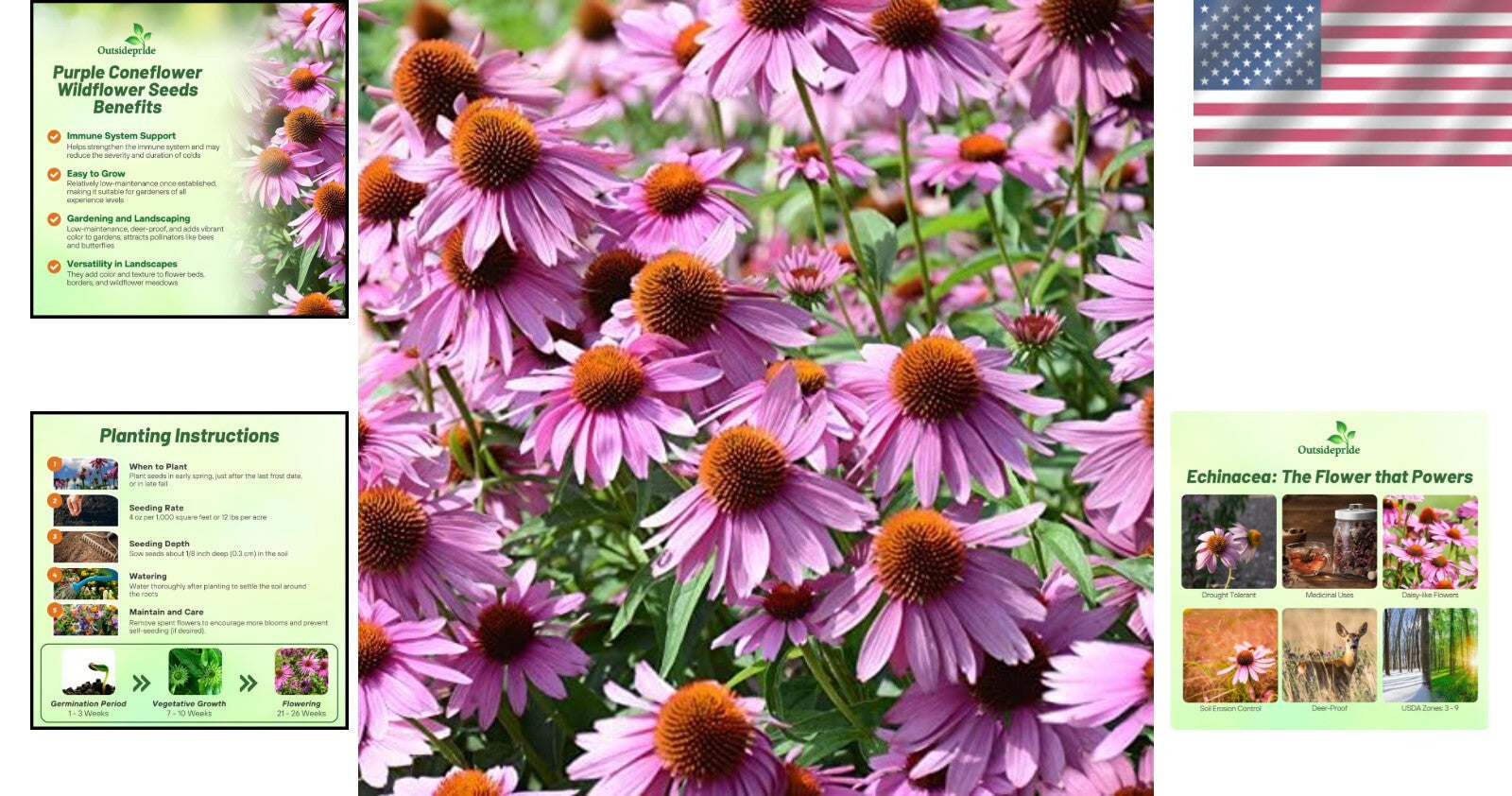 Purple Echinacea Flower Seeds - Deer-Resistant, Pollinator-Friendly Perennials