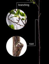 Load image into Gallery viewer, Set of 6 Realistic 43.3 Inch Artificial Eucalyptus Branches for Elegant Decor