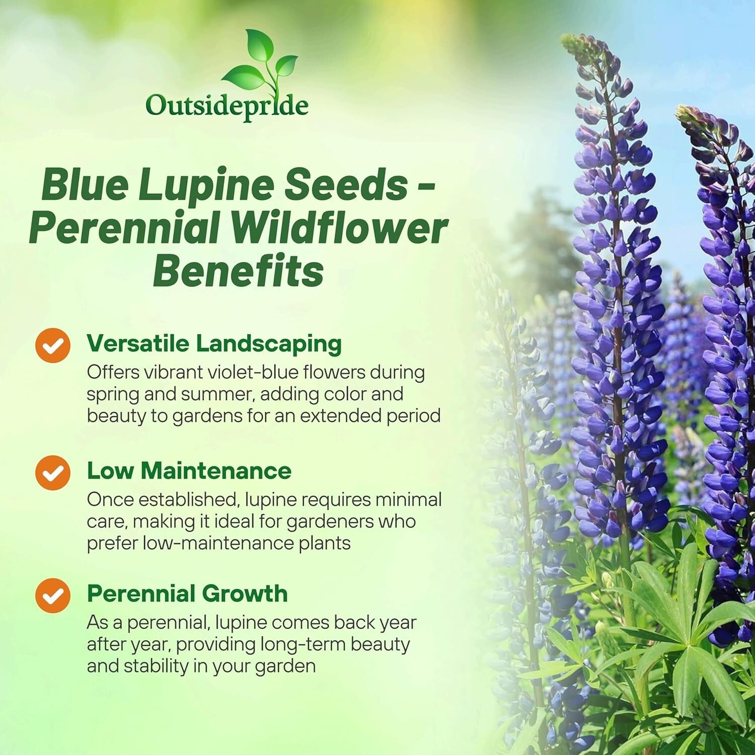 1 lb Russell Lupine Seeds - Vibrant Blue Perennials for Pollinator Gardens