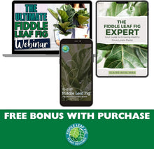 Load image into Gallery viewer, Nutrient-Rich Fiddle Leaf Fig Potting Mix - 7.57 Liters for Optimal Plant Health