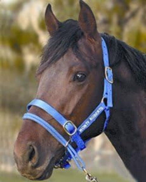 Durable Adjustable Dually Headcollar for Effective Horse Training - Large, Blue