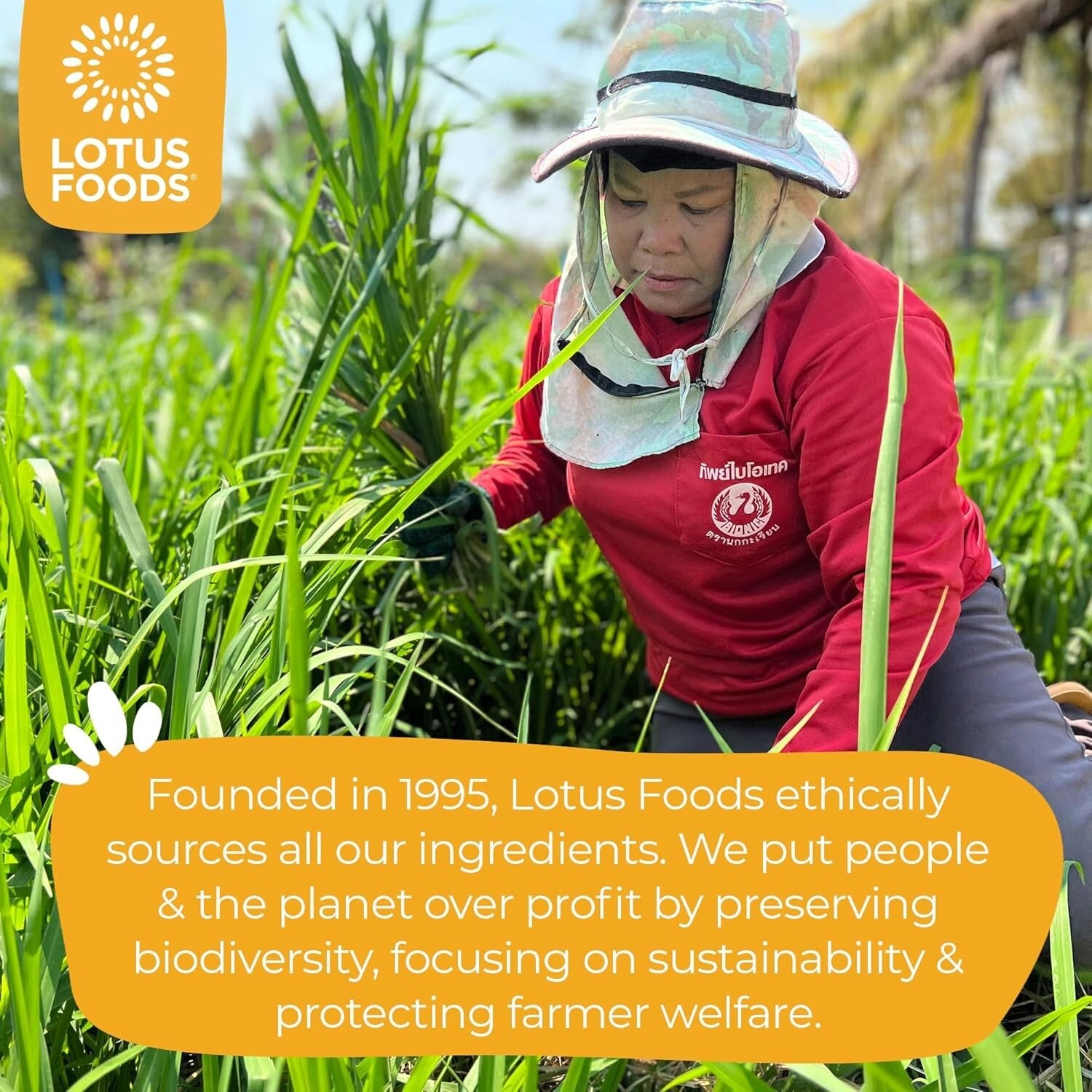 Sustainable Organic Pad Thai Noodles - Heirloom Brown Rice, 8 Oz (Pack of 8)