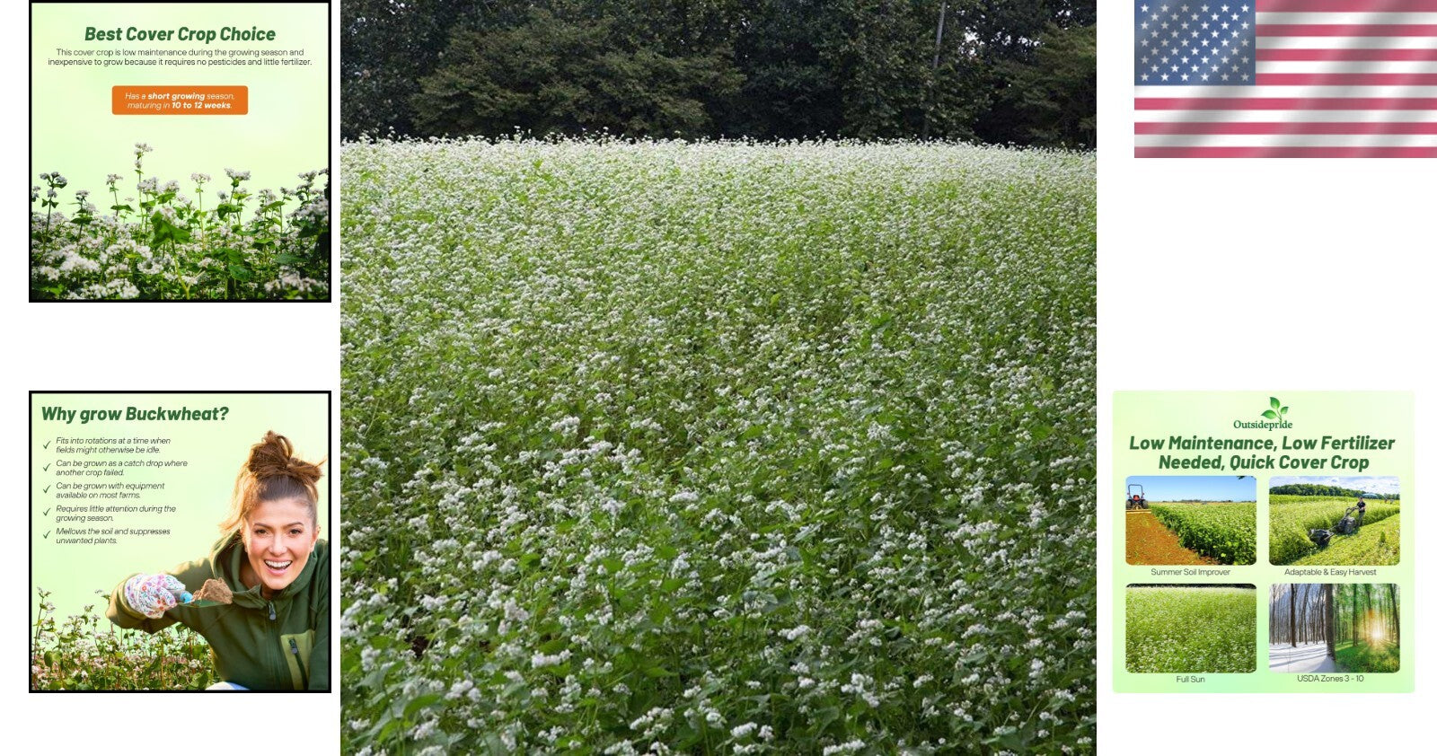 Buckwheat Seeds - 10lbs for Sustainable Cover Crop & Biodiversity Enhancement