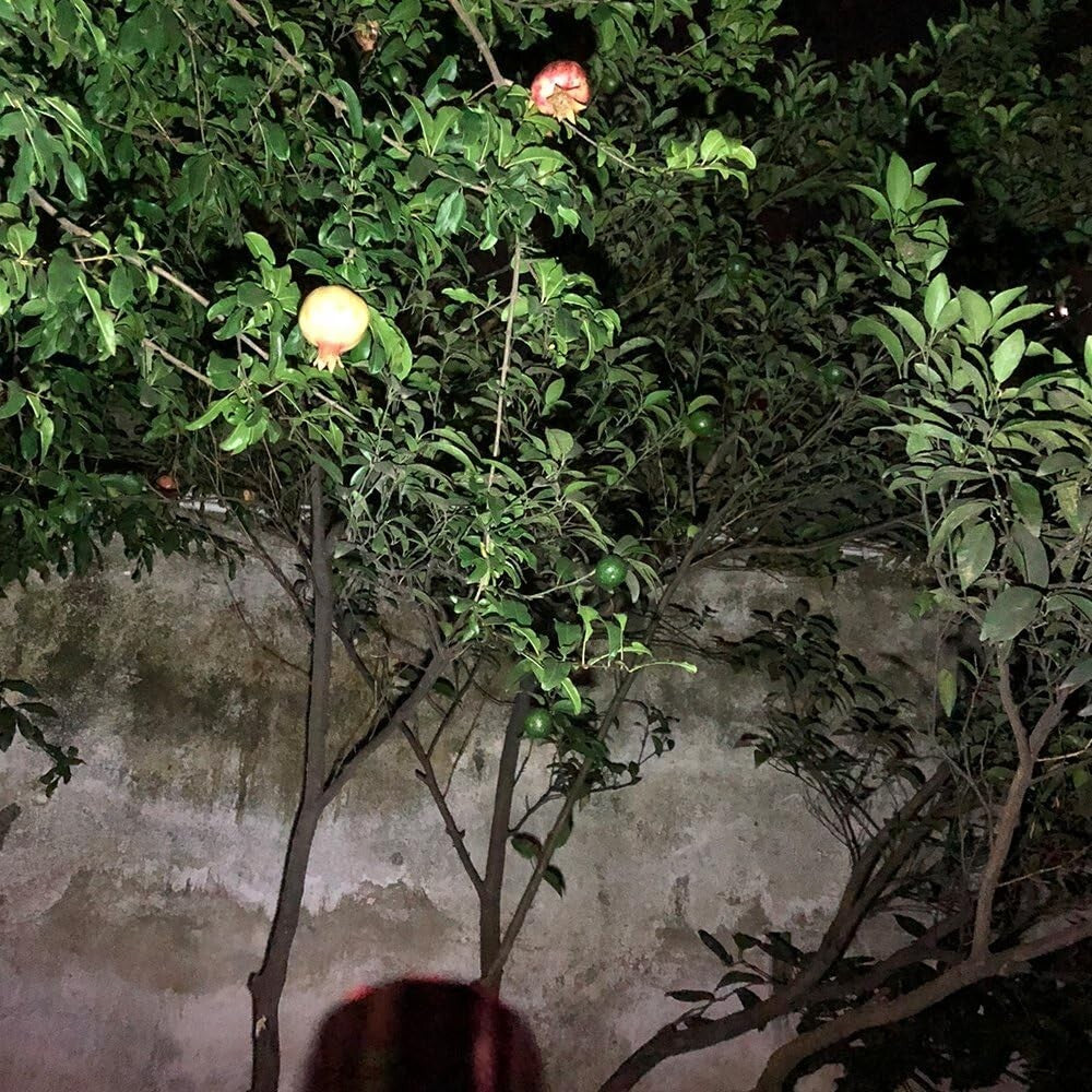 30-Pack Mini LED Flashlights with Batteries - Ideal for Home and Outdoor Use