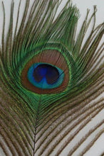 Load image into Gallery viewer, Vibrant 25 Pcs Peacock Feathers 45"-50" - Perfect for Crafting and Events