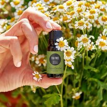 Load image into Gallery viewer, Aromatherapy Essential Oil: 30ml Pure Tea Tree Oil for Skin and Breathing Health