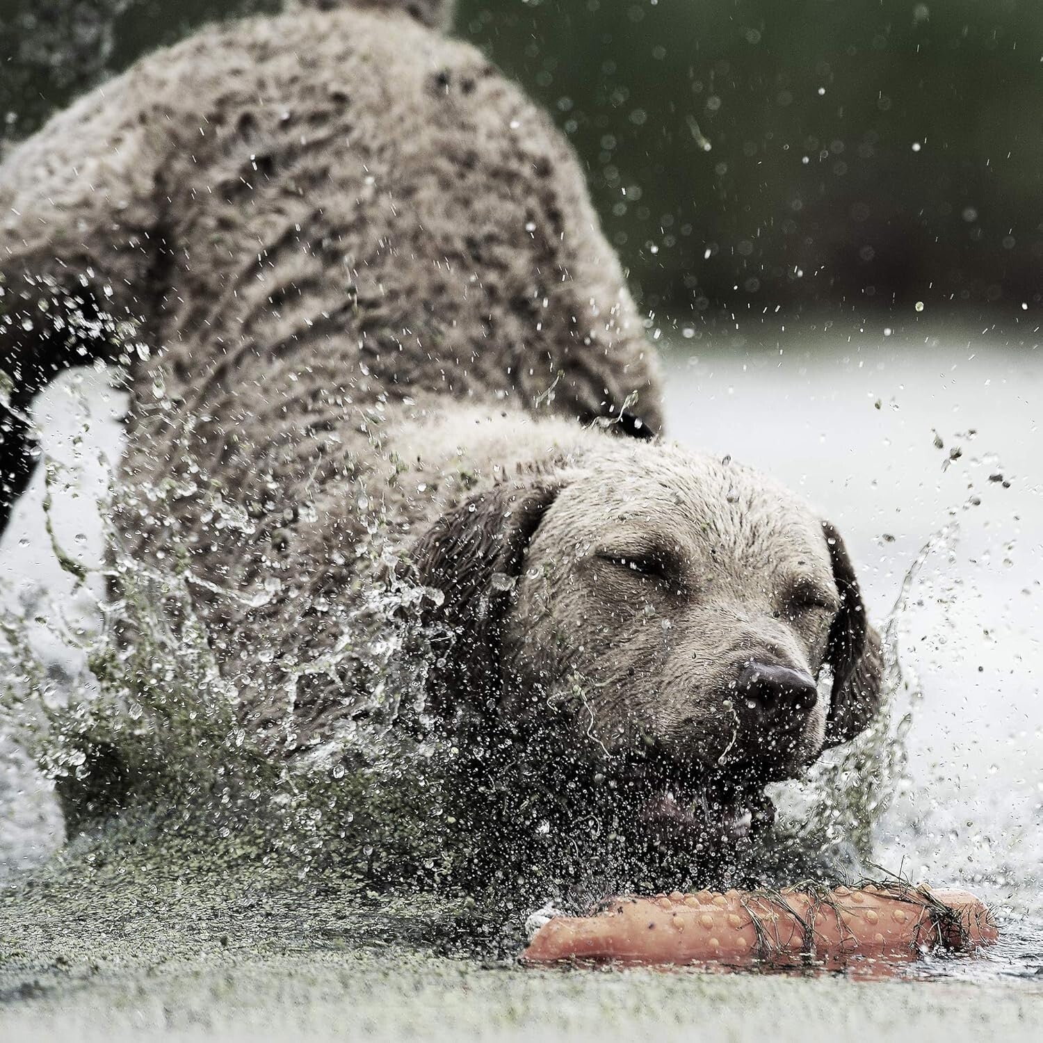 Premium Remote Dog Training Collar for Stubborn Dogs - Waterproof & Rechargeable