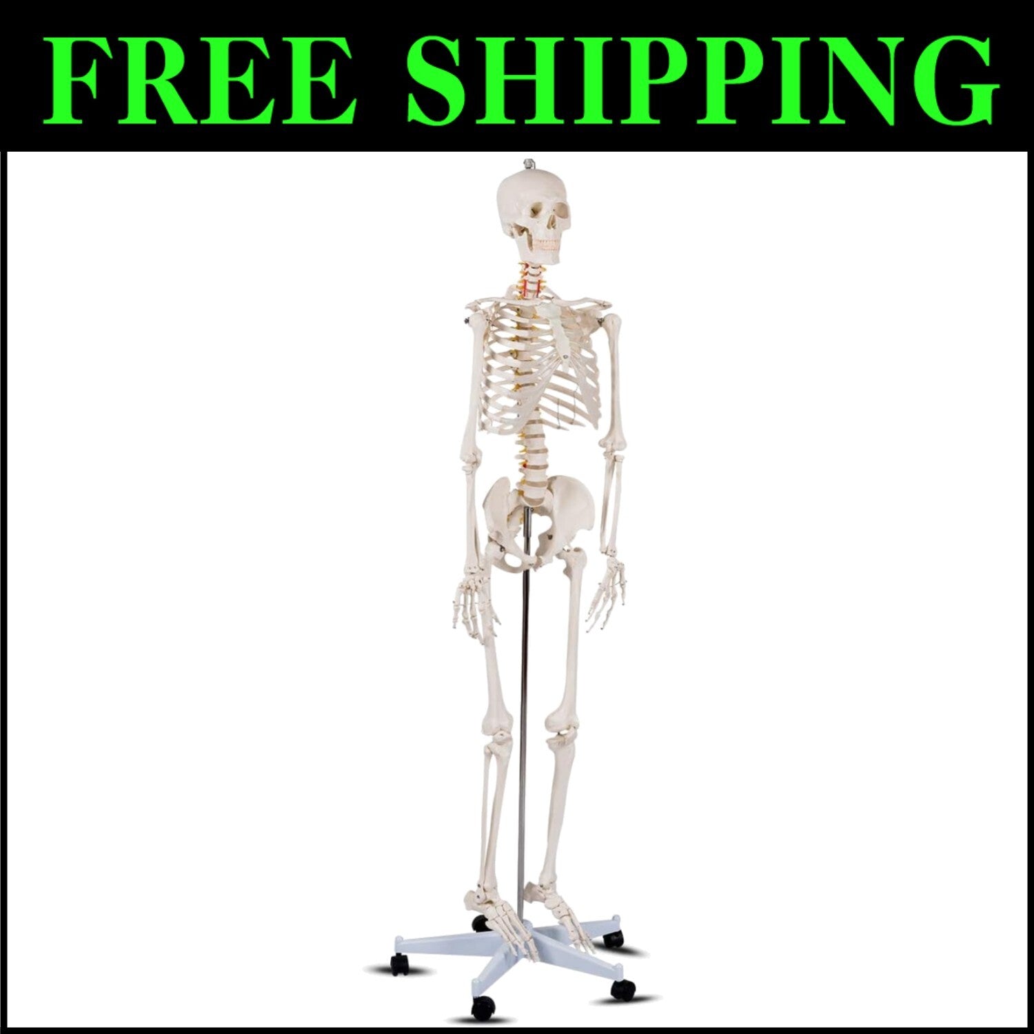 70.8" Life-Size Skeleton Model with Detachable Parts - Ideal for Medical Studies