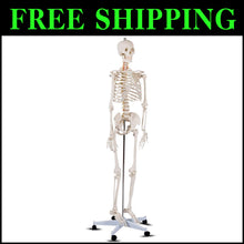 Load image into Gallery viewer, 70.8" Life-Size Skeleton Model with Detachable Parts - Ideal for Medical Studies