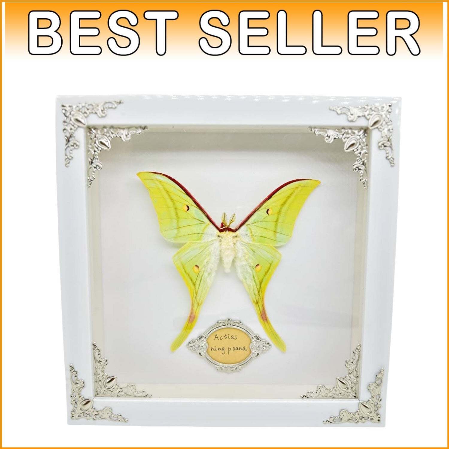 Real Framed Butterfly & Moth Specimens in Solid Wood - Unique Nature Decor