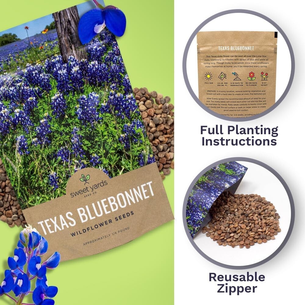 Bulk 1/4 Pound Bluebonnet Seeds - Over 4000 Fresh Wildflowers for Texas Gardens