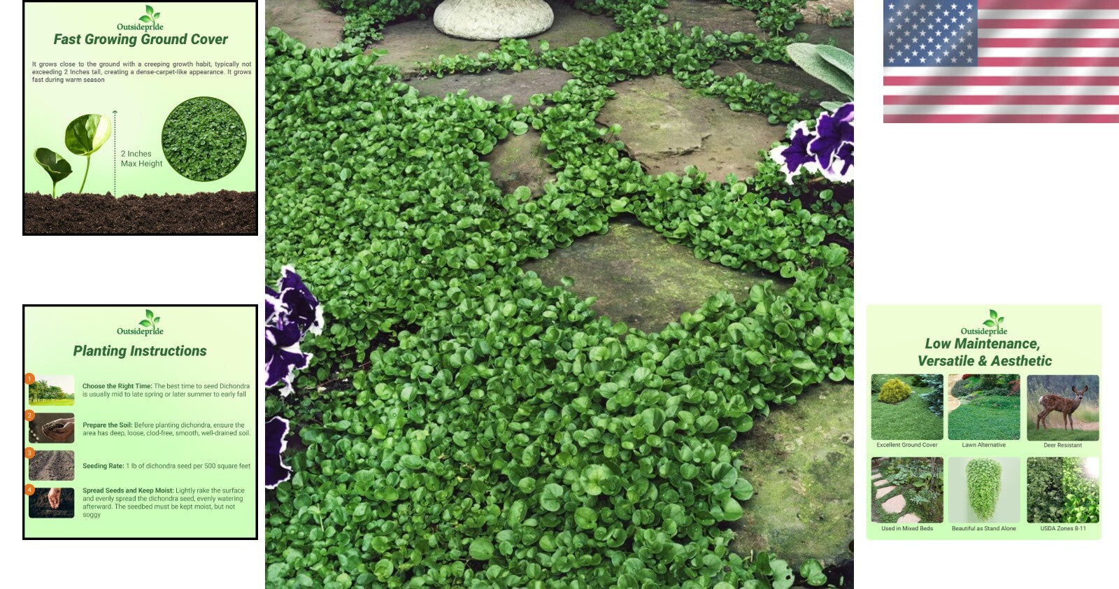 Dense Green Dichondra Repens Seeds - Easy Erosion Control & Year-Round Color