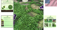 Load image into Gallery viewer, Dense Green Dichondra Repens Seeds - Easy Erosion Control &amp; Year-Round Color
