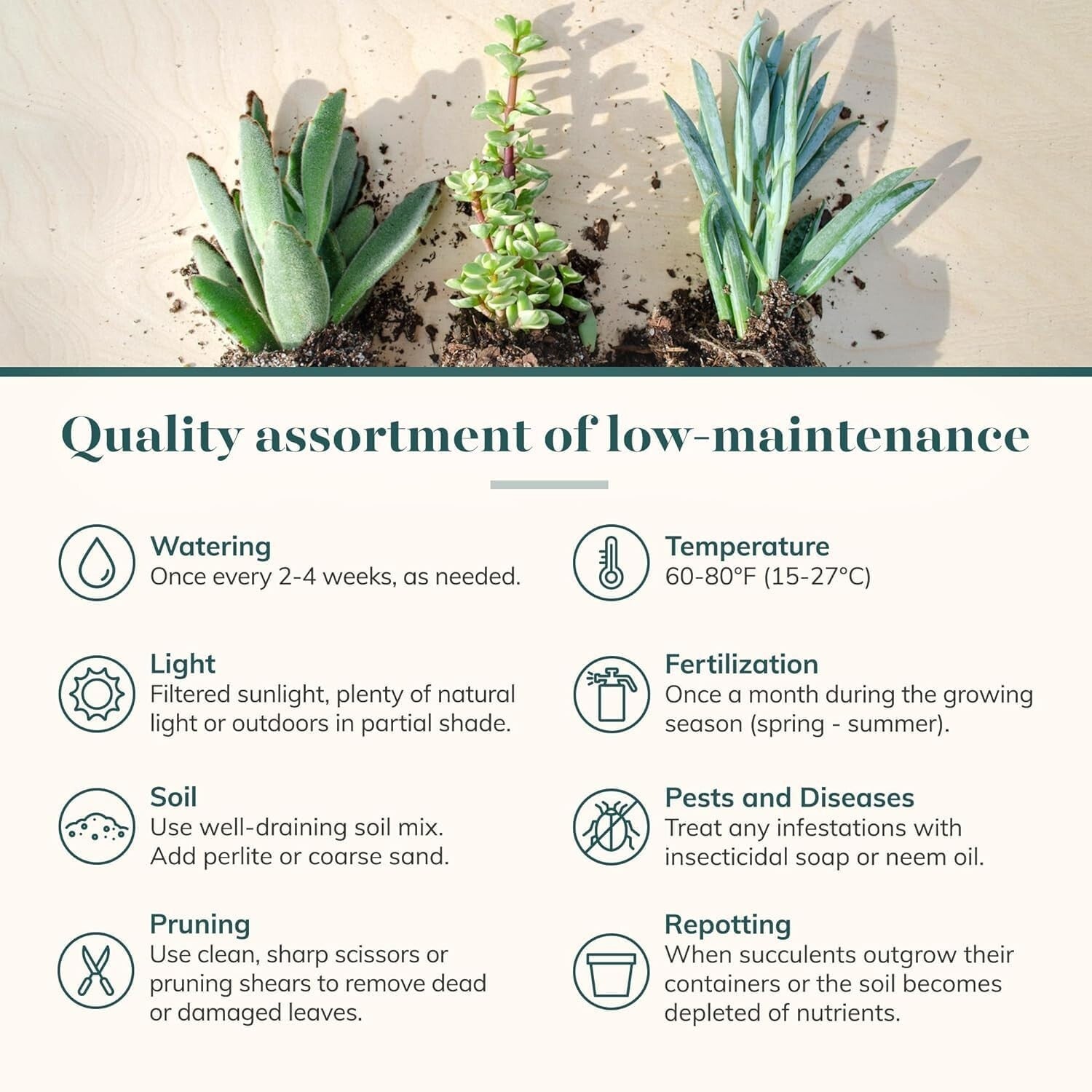 Assorted Live Mini Succulent Collection - 100 Low Maintenance Plants for Gifts