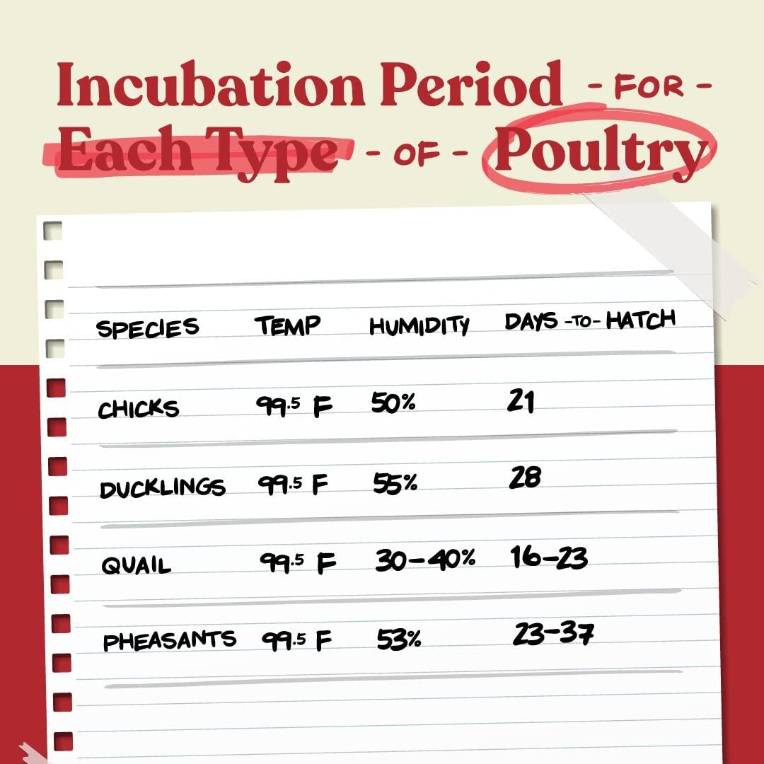Compact Nurture Right Egg Incubator - 360 Visibility, Perfect for All Poultry