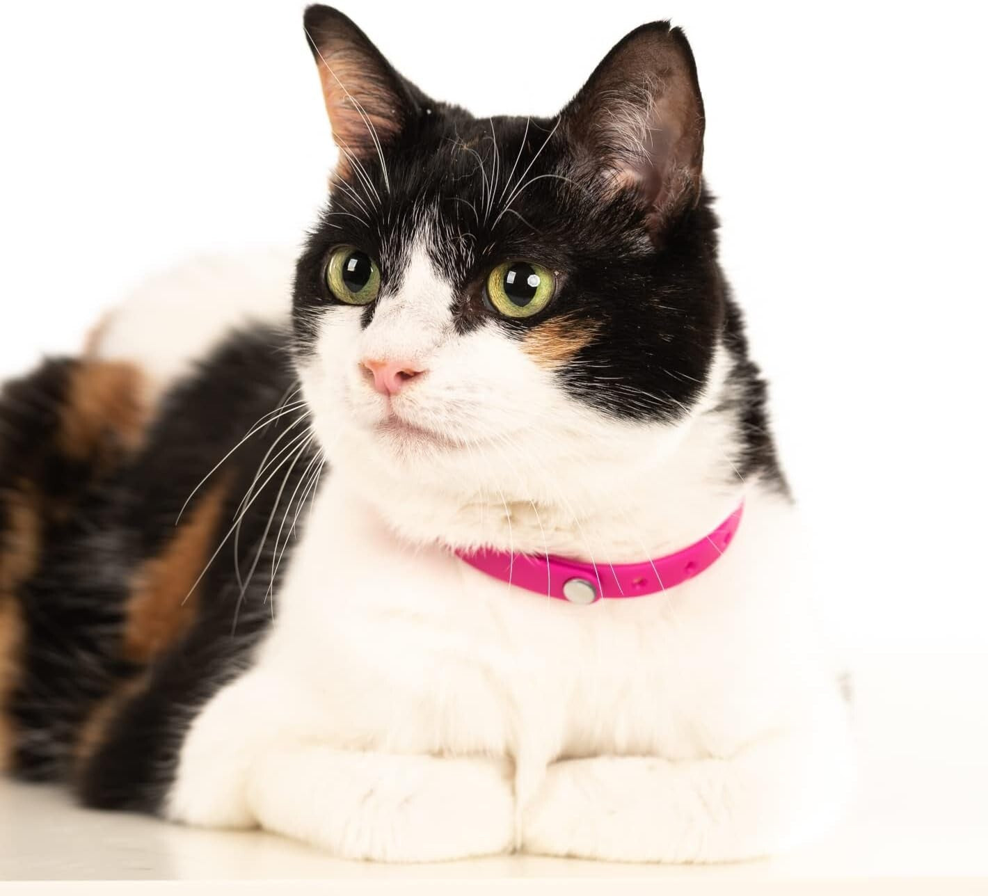 Soft Rubber Cat Collars with Breakaway Buckles - 5 Colors for Stylish Safety