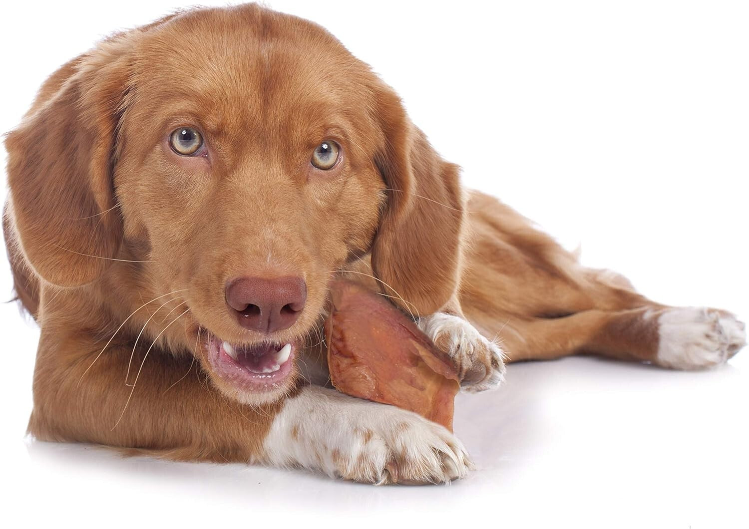 Savory Natural Pig Ears for Dogs - 25 Count Long-Lasting Chews, 100% Real Pork