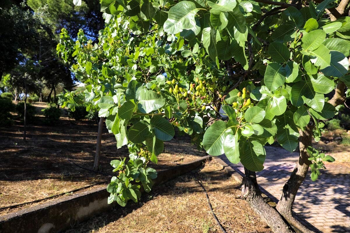 Bulk California Roasted & Salted Pistachios - 25lbs of Healthy Snack Delight