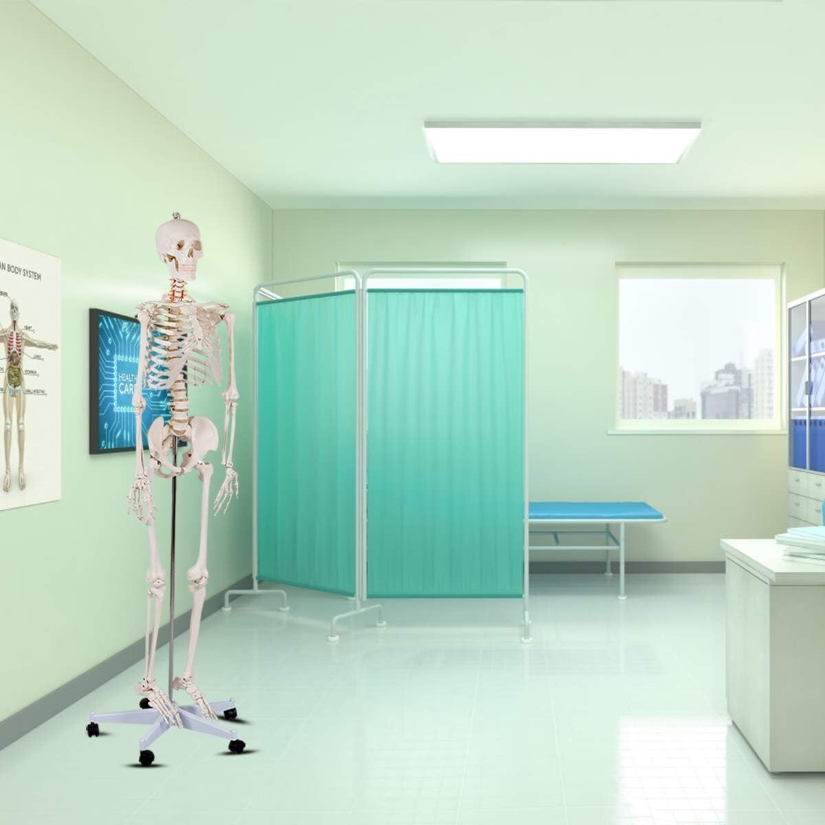70.8" Life-Size Skeleton Model with Detachable Parts - Ideal for Medical Studies