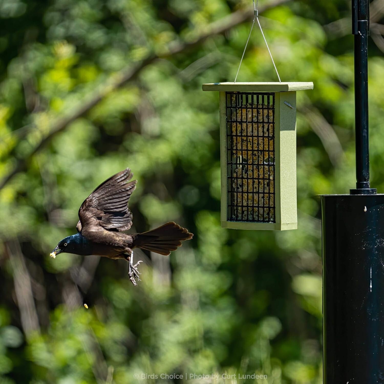 Squirrel-Proof 2 Arm Bird Feeder Pole Set with Durable Baffle & Ground Twister