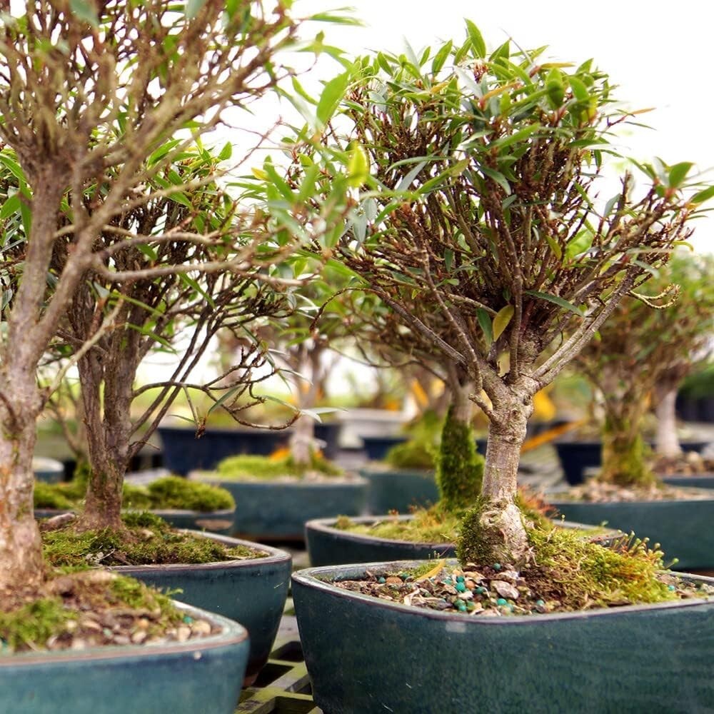 Exquisite Narrow Leaf Ficus Bonsai Tree - Indoor Plant in Elegant Ceramic Pot