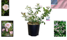 Load image into Gallery viewer, Attractive Rosa 'New Dawn' Climbing Rose - Container Plant with Butterfly Appeal