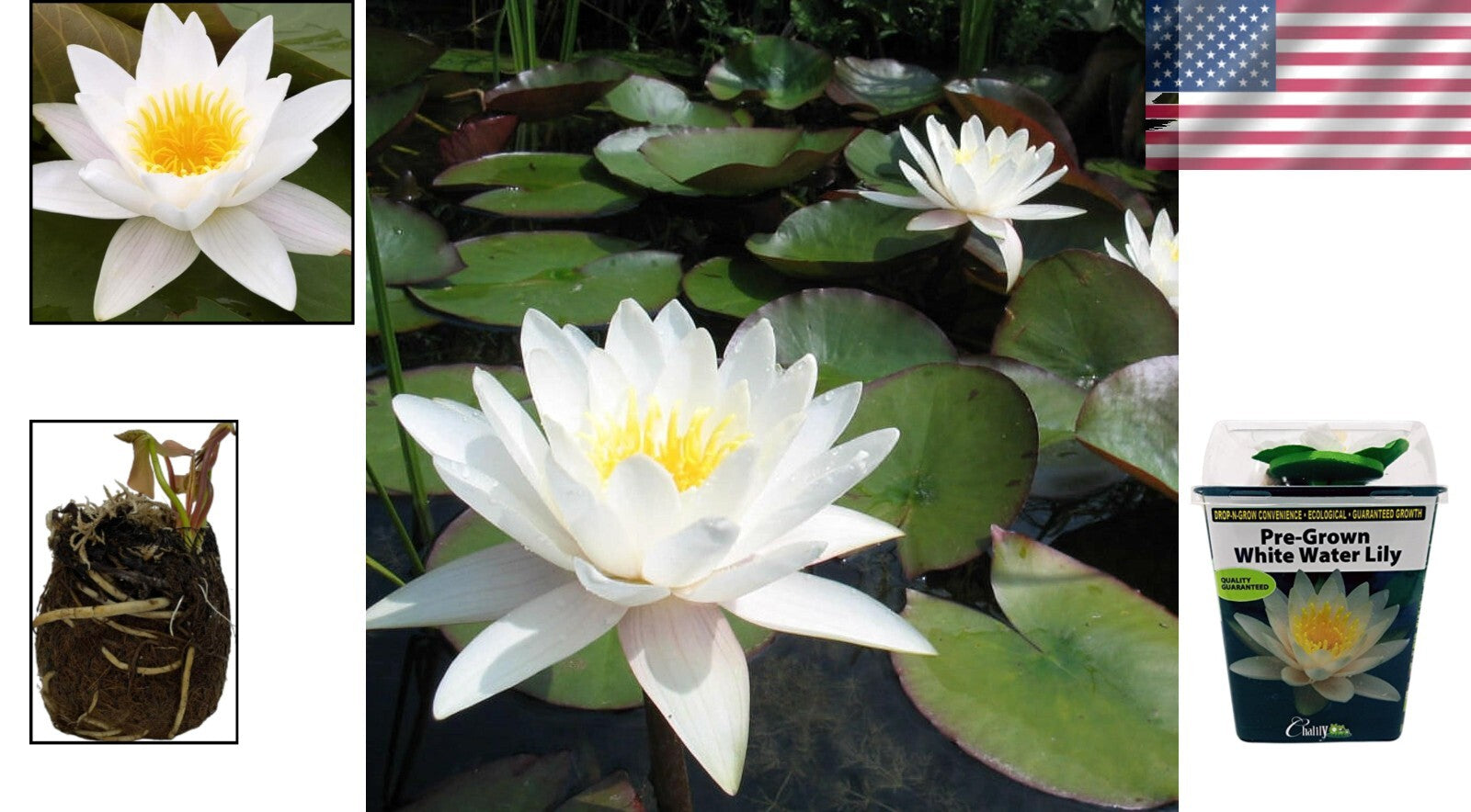 Low Maintenance Live Water Lily - Perfect for Outdoor Ponds & Container Gardens