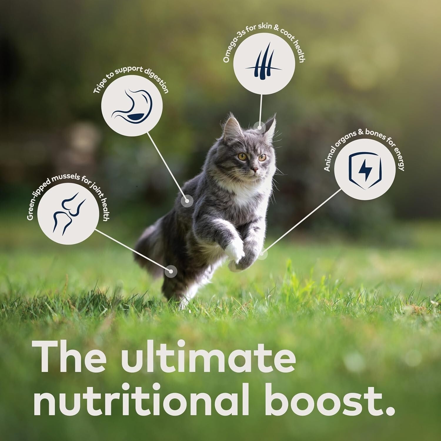 Premium Grain-Free Chicken Cat Food – 24 Cans of High-Protein Nutrition for Cats