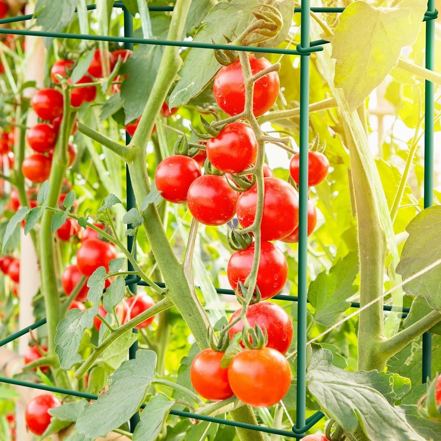 6-Pack 46-Inch Heavy-Duty Tomato Cages with Twist Ties for Climbing Plants