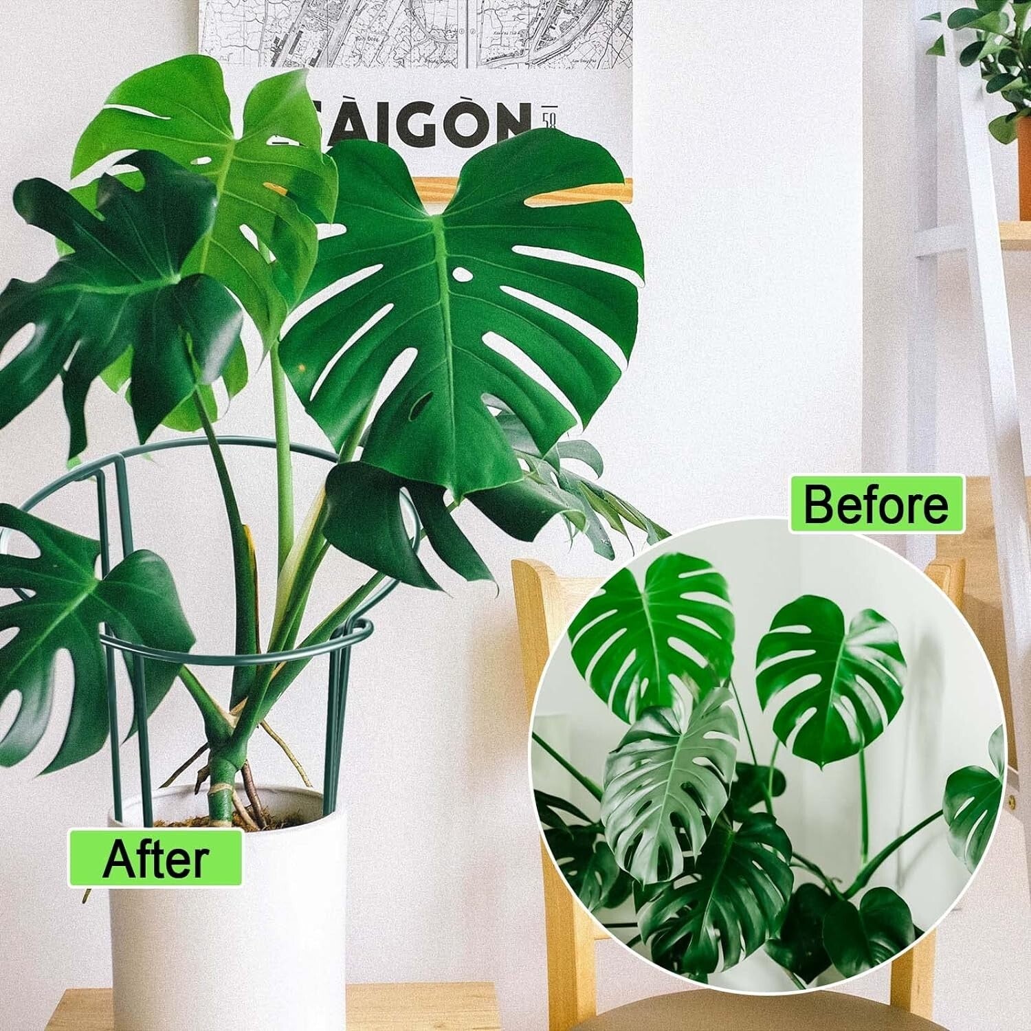 Dark Green 12 Pack Plant Stakes - Perfect Support for Roses, Peonies & Vines