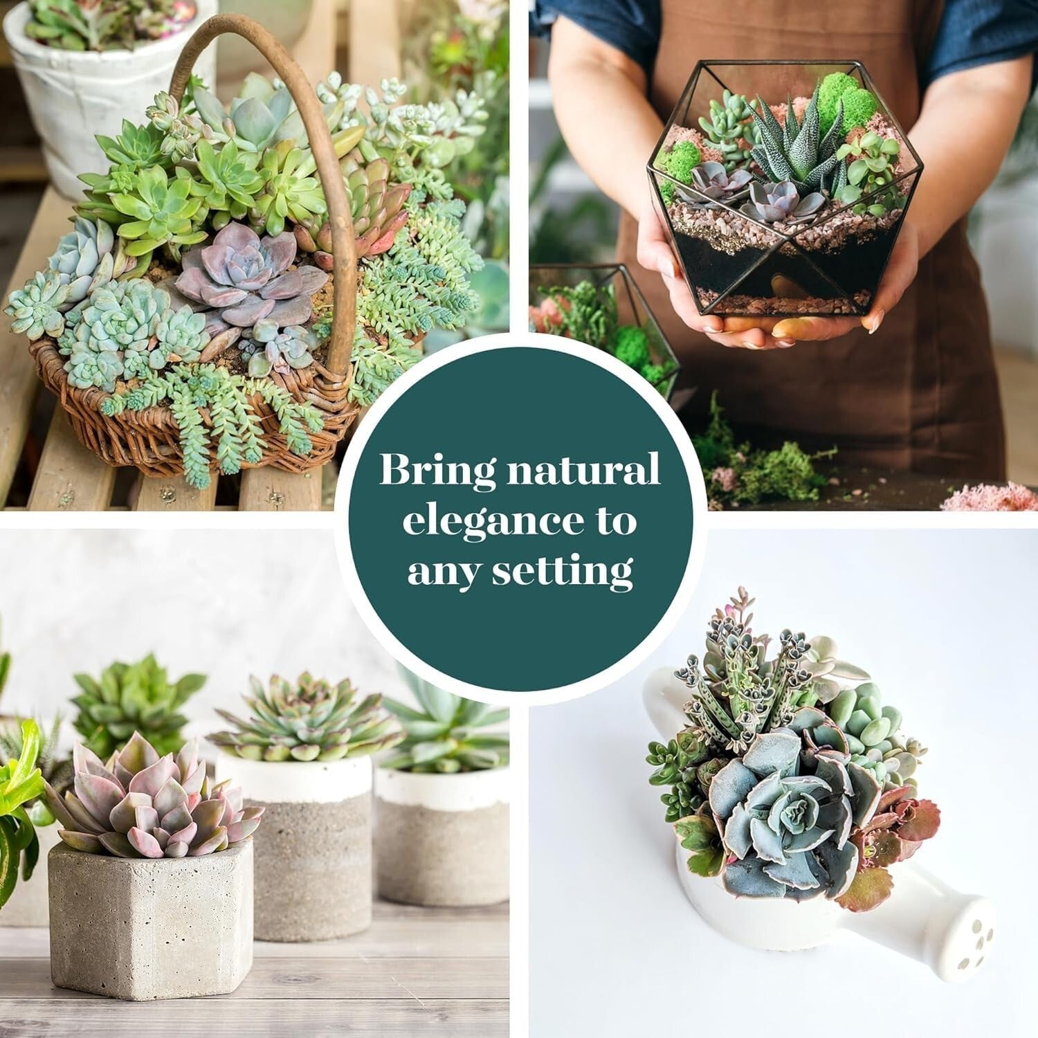 Charming 64-Pack of Pastel Succulents - Low-Maintenance Favors for Any Occasion