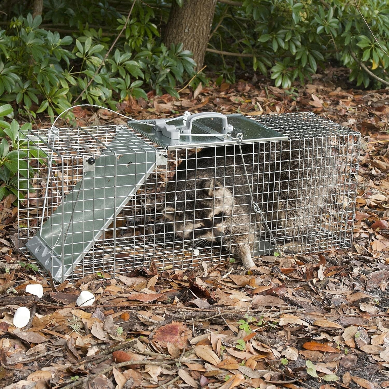 Efficient Large 1-Door Animal Trap for Armadillos, Cats & Raccoons - Easy Set