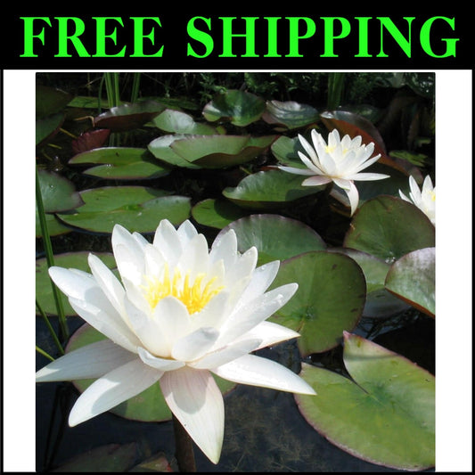 Low Maintenance Live Water Lily - Perfect for Outdoor Ponds & Container Gardens