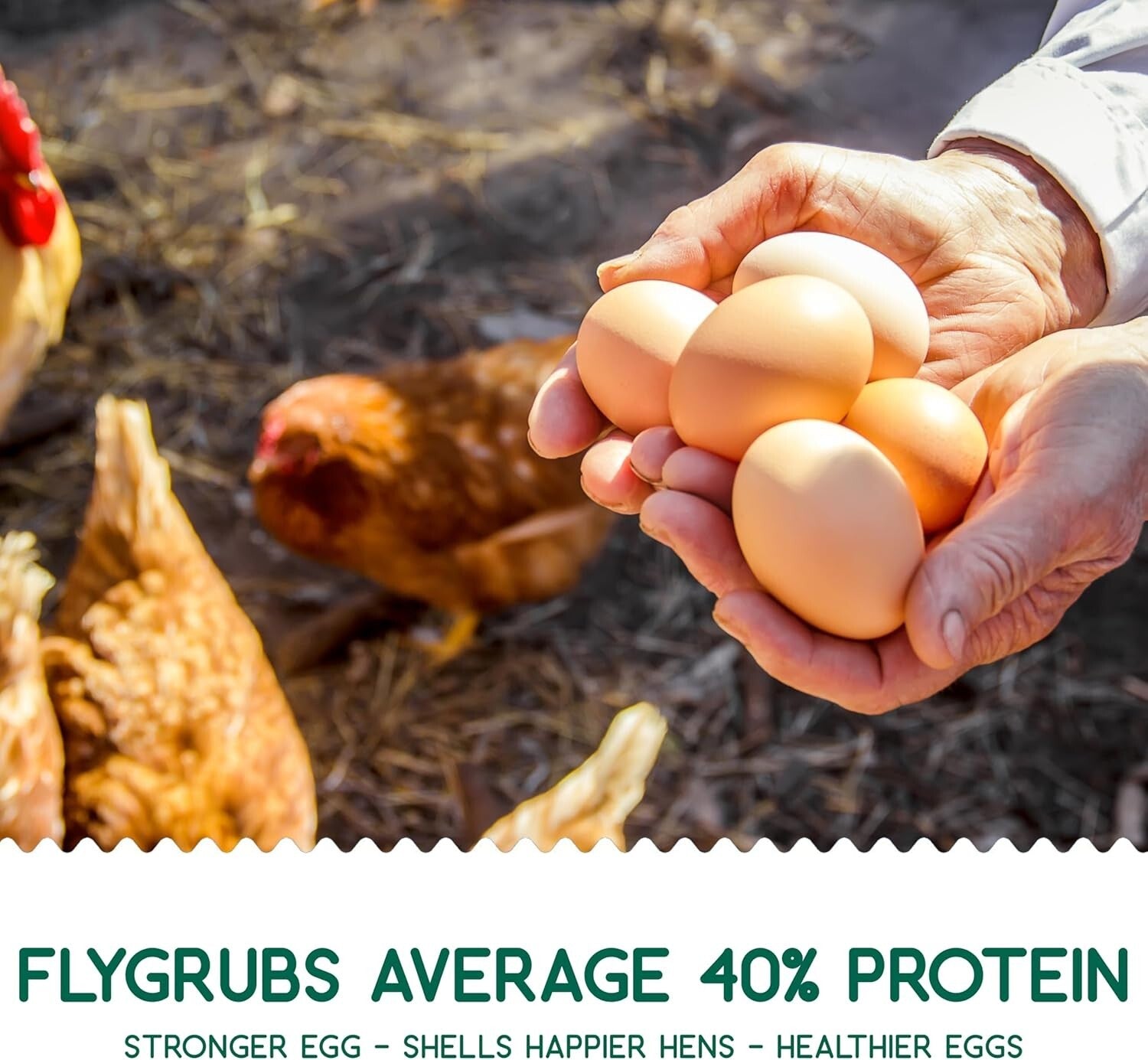 10 lbs Dried Black Soldier Fly Larvae - Protein-Rich Calcium Treats for Chickens