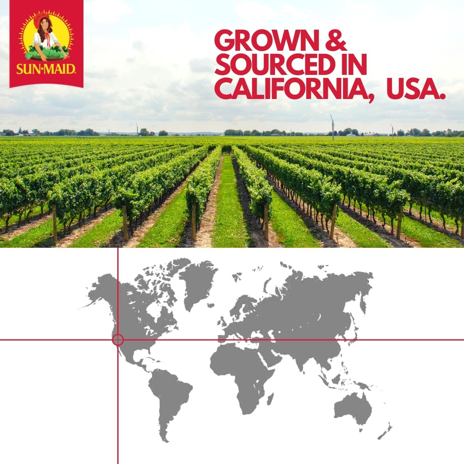 8 oz Resealable Vanilla Yogurt Raisins - Perfect Snack for Lunches and More