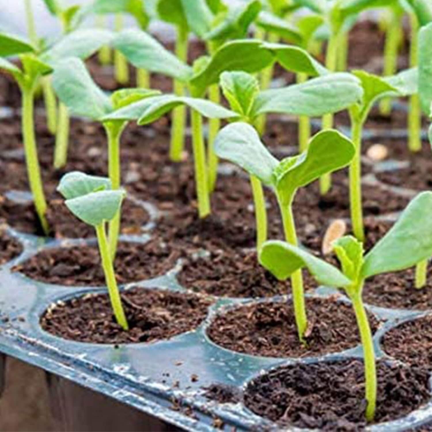 Durable Waterproof Heat Mat for Seedlings - 48"x20" with Instructional Prints