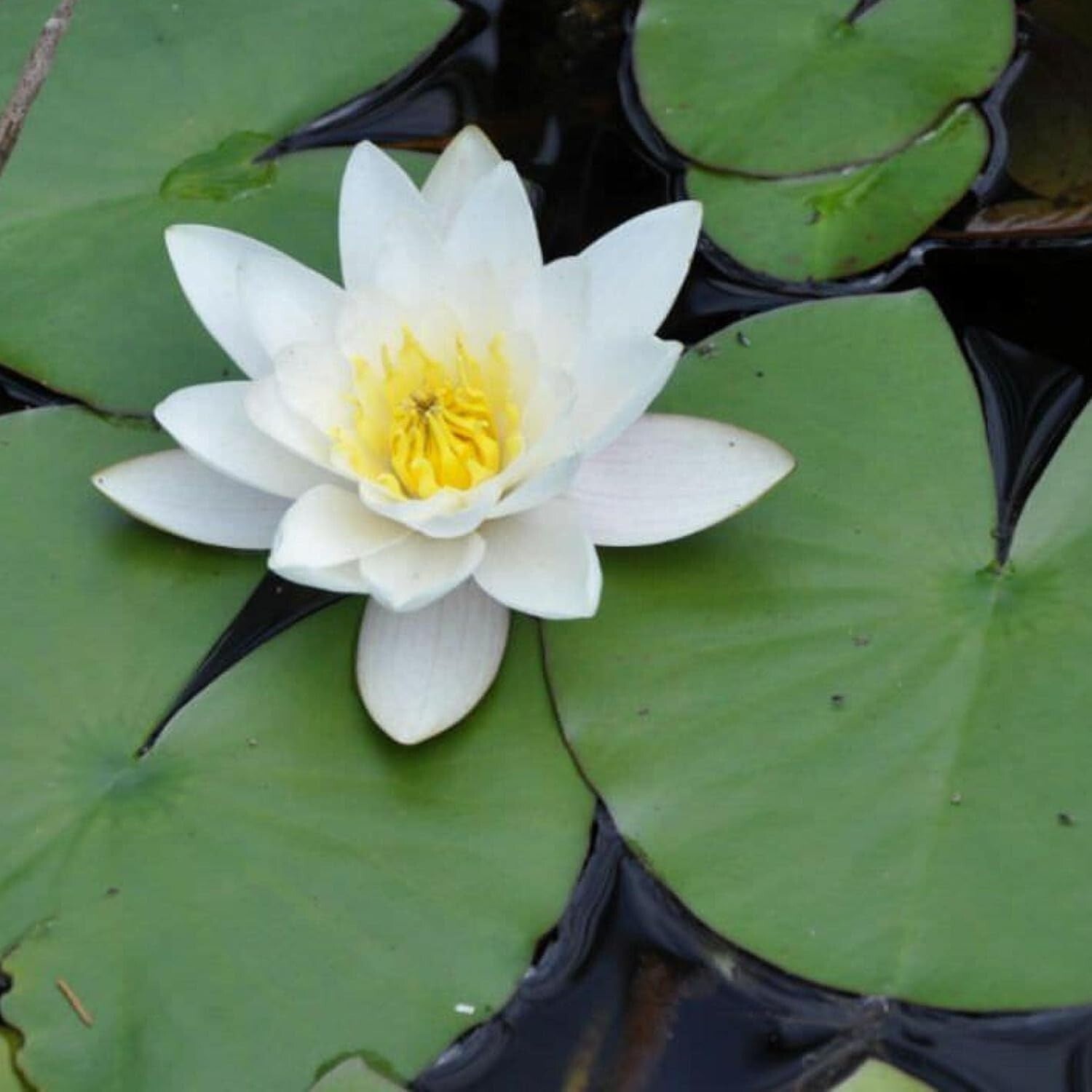 Low Maintenance Live Water Lily - Perfect for Outdoor Ponds & Container Gardens