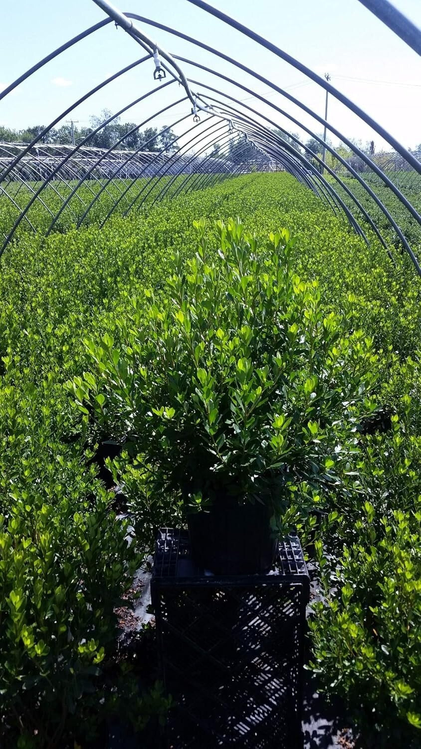 Dense-Growing Azalea with Lustrous Foliage - White Flowers for Stunning Gardens