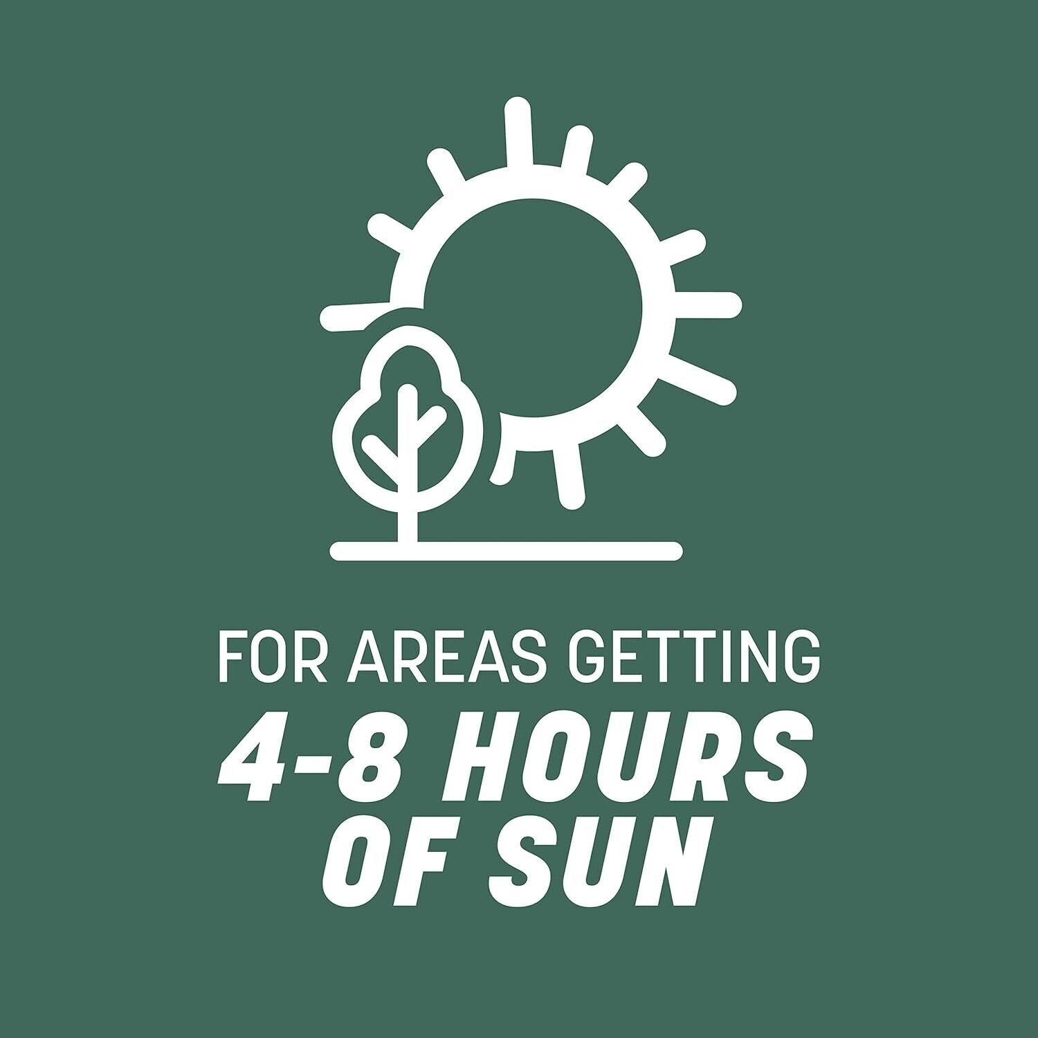 Kentucky 31 Tall Fescue Grass Seed 20 lb - Durable Lawn Solution for 4,000 sq ft