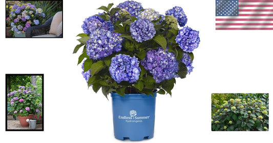BloomStruck Reblooming Hydrangea - Vibrant Purple Flowers in Container (12 lbs)