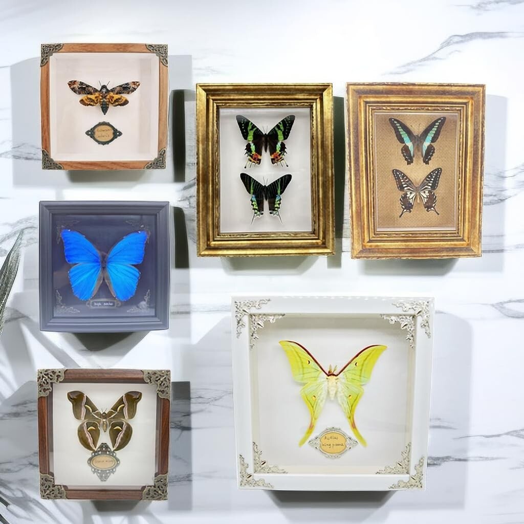 Real Framed Butterfly & Moth Specimens in Solid Wood - Unique Nature Decor